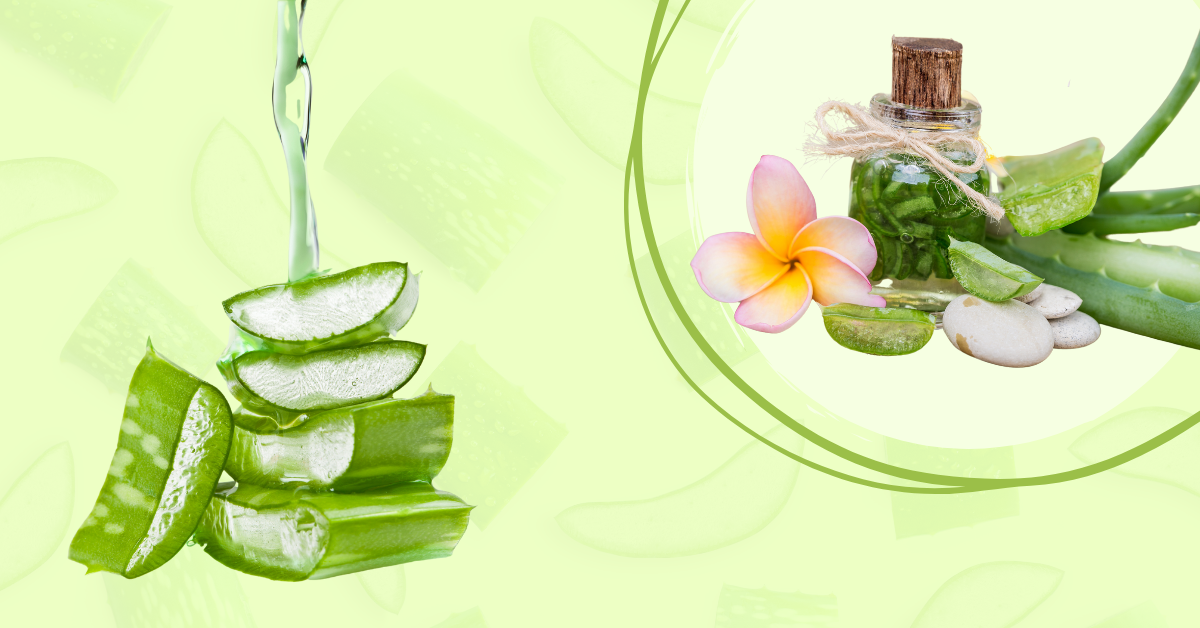 Gợi ý cho mẹ bỉm cách làm tinh dầu nha đam giúp ngăn ngừa lão hóa