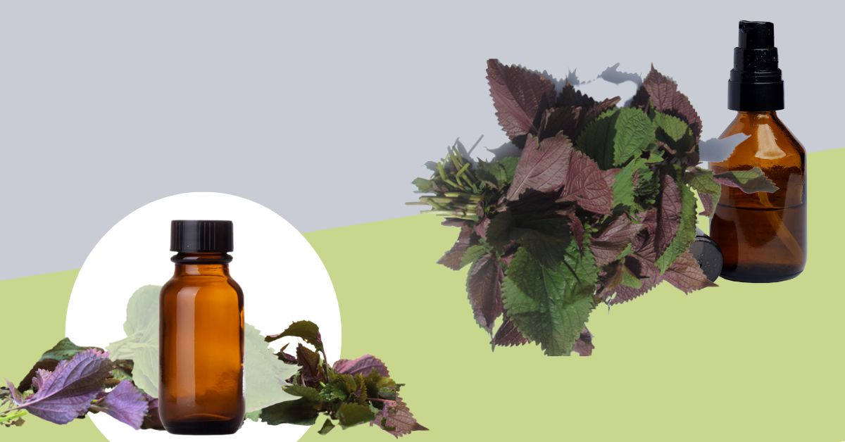 Gợi ý cho mẹ cách làm tinh dầu tía tô tại nhà đơn giản nhất