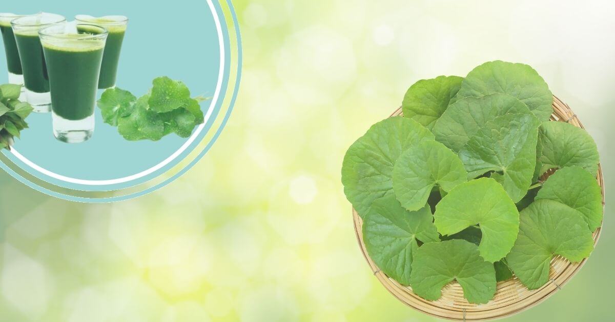 Top 10 cách làm món ăn dặm từ rau má giải nhiệt cho bé