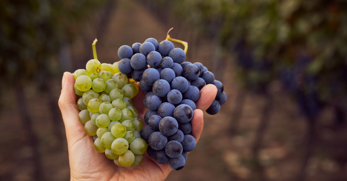 Mẹ sau sinh ăn nho được không? Những lợi ích của nho và lưu ý dành cho mẹ bỉm