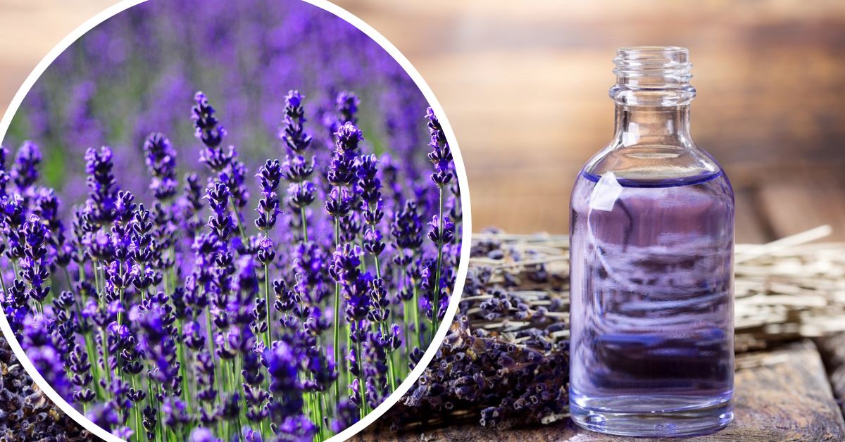 Gợi ý cho mẹ cách làm tinh dầu hoa oải hương đơn giản