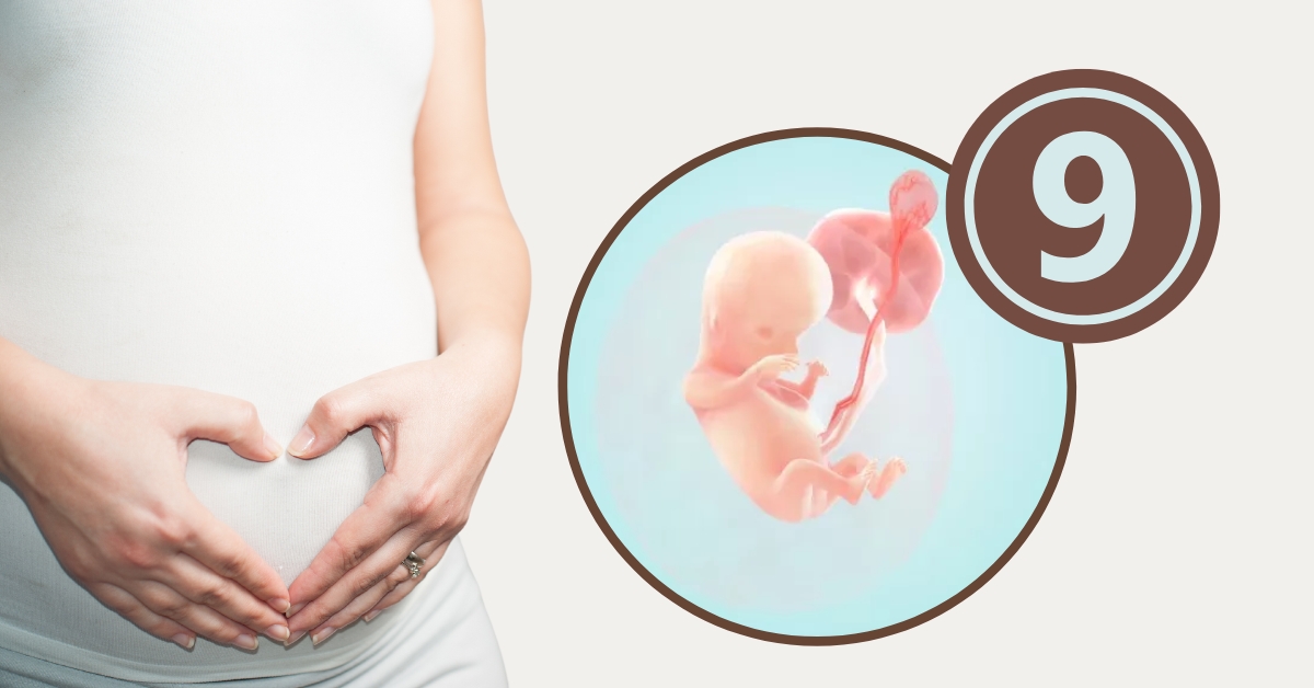 Sự phát triển kỳ diệu của thai nhi 9 tuần tuổi
