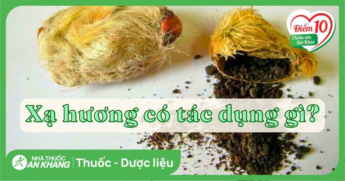 Xạ hương có tác dụng gì? 10 công dụng, bài thuốc và lưu ý khi dùng