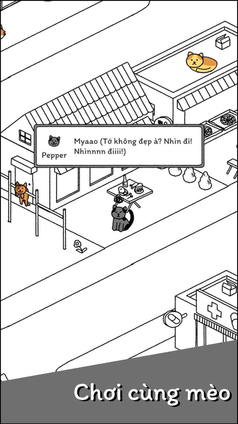 Ngắm nhìn mèo