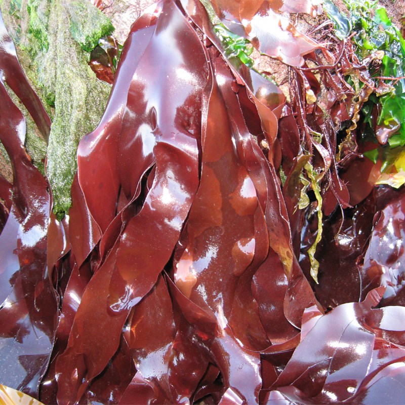 Rong biển dulse đỏ