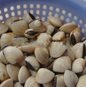Bước 1 Sơ chế ngao Ngao (nghêu) xào sả ớt