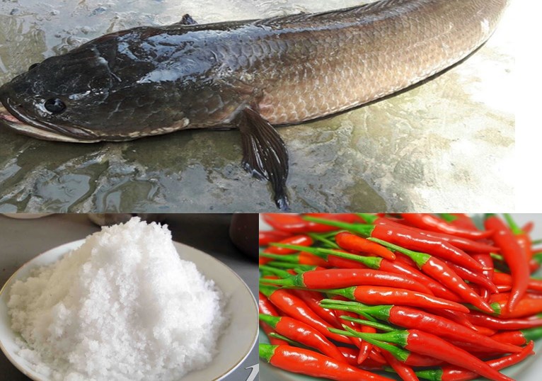 Nguyên vật liệu món nạp năng lượng cá quả nướng muối bột ớt với con các lóc nướng riềng sả