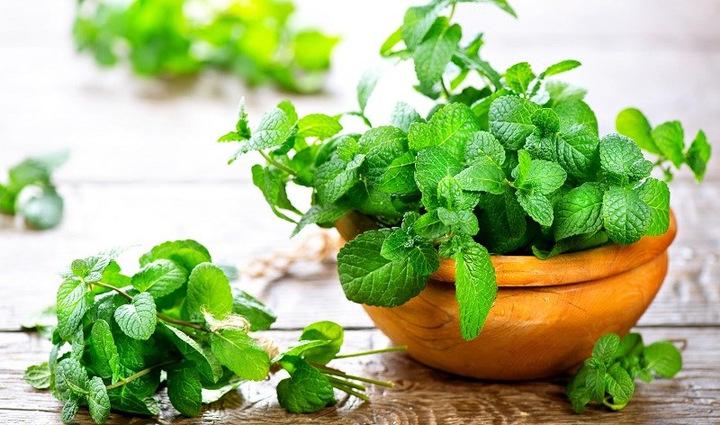 L&aacute; bạc h&agrave;