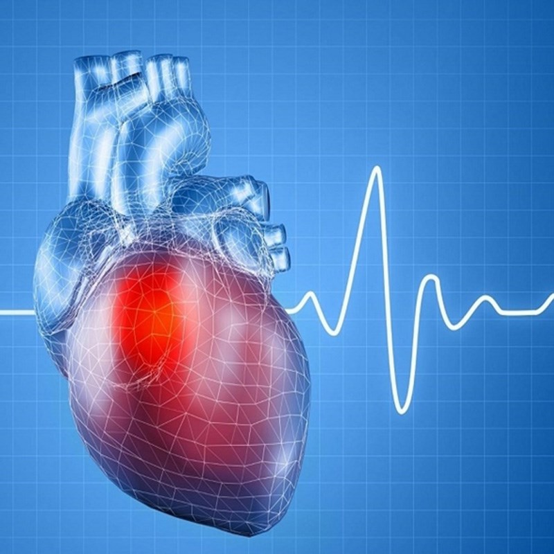 tâm sen hỗ trợ điều trị bệnh huyết áp và ổn định nhịp tim