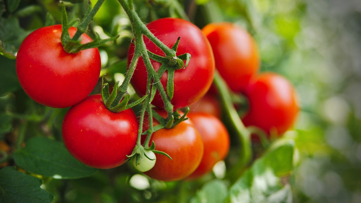 9 tác dụng của cà chua đối với sức khỏe, cách ăn cà chua an toàn