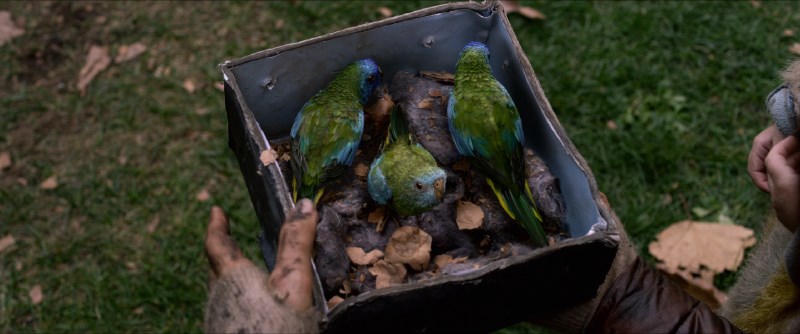 Bird Box (Lồng Chim)