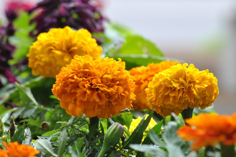 cúc vạn thọ