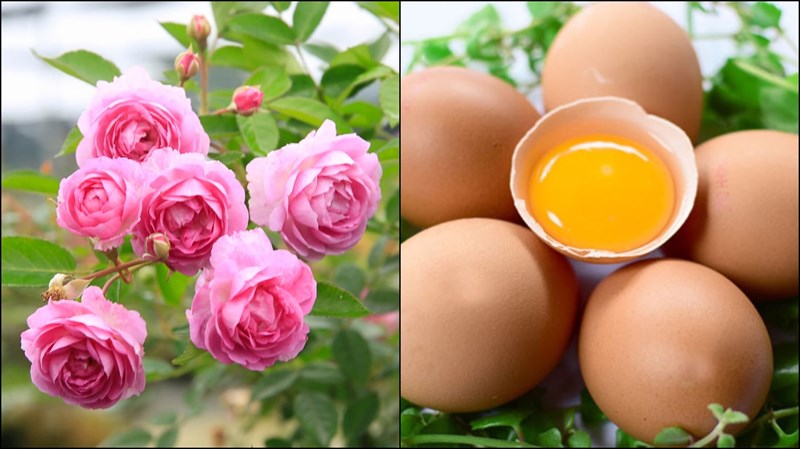 Nguyên liệu món ăn 2 cách làm hoa hồng chiên