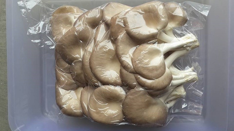 Bảo quản nấm mèo bào ngư