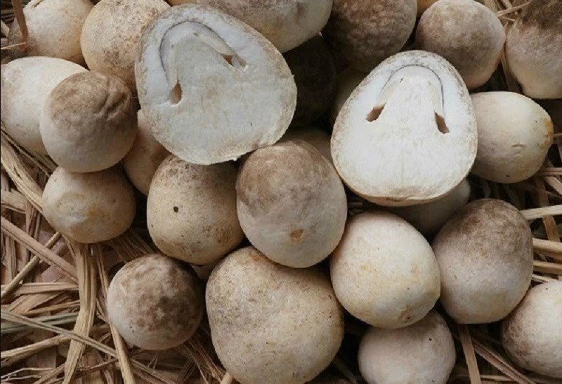 Sơ chế nấm mèo rơm