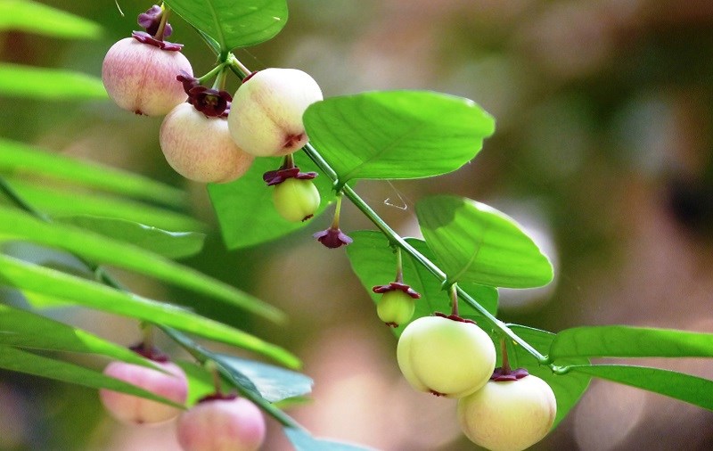Đặc điểm rau ngót