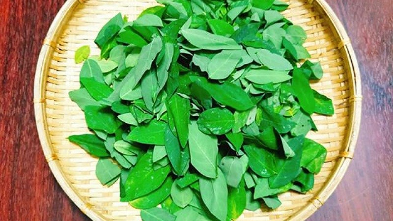Cách chọn mua rau ngót