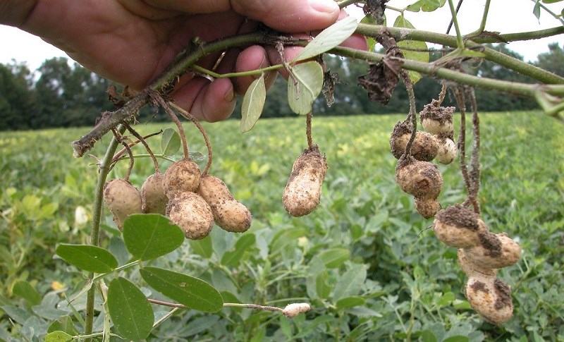 Đặc điểm về cây lạc (đậu phộng)