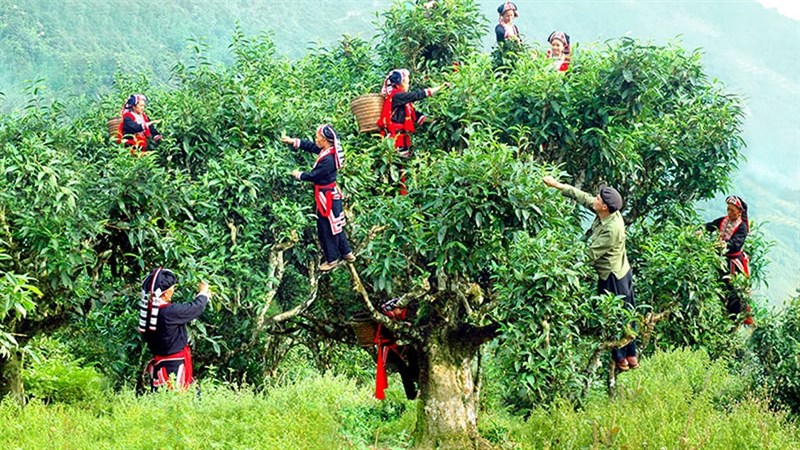 Cây trà cổ thụ