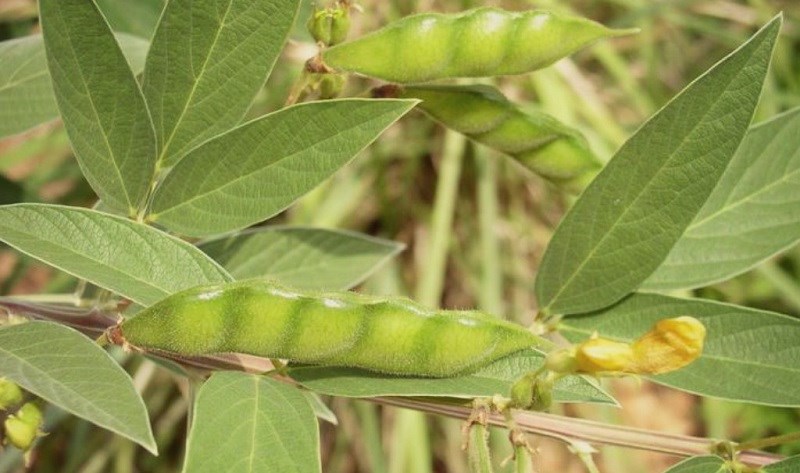 Garden peas