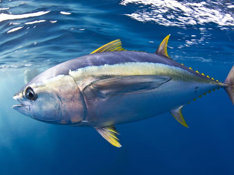 Cách chọn mua cá ngừ đại dương giá bán và các món ngon từ cá ngừ