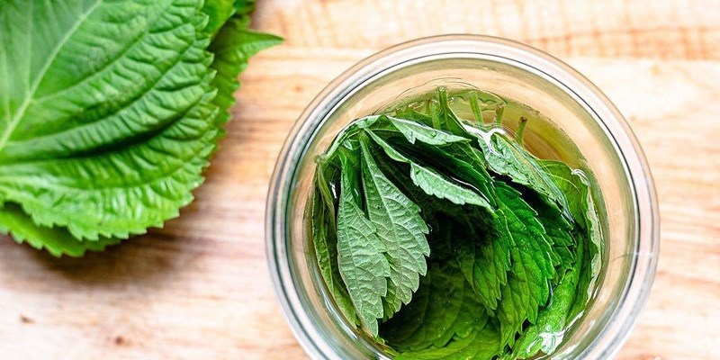 Những để ý Lúc áp dụng tía tô