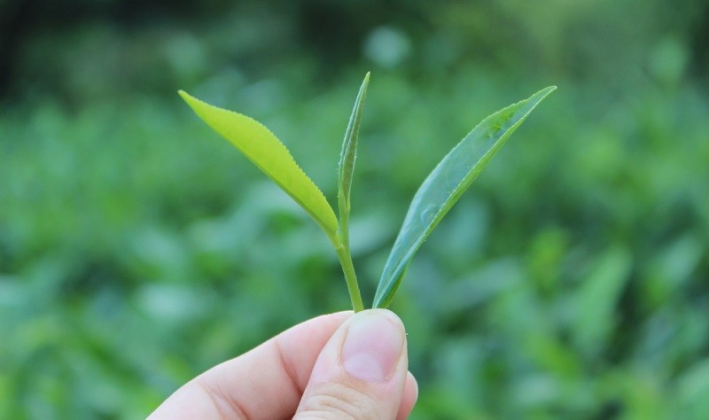 Định nghĩa trà xanh