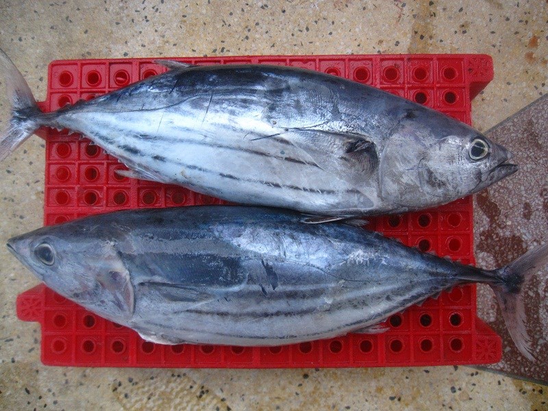 Cá ngừ vây vàng  Thunnus albacares