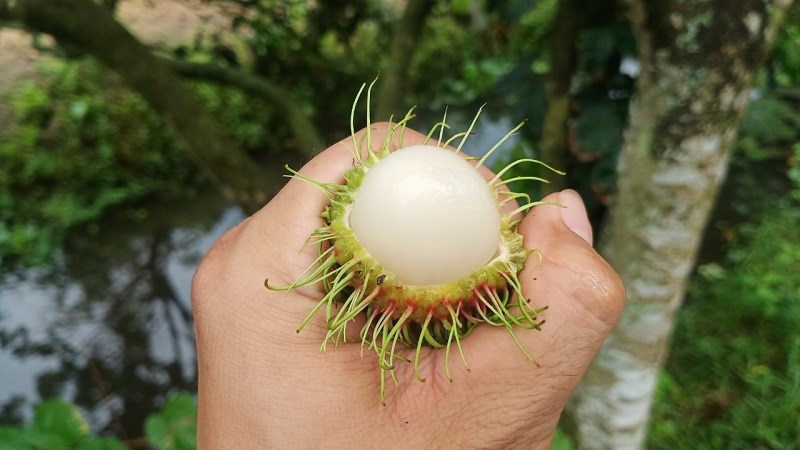 Cách bảo quản chôm chôm tươi lâu