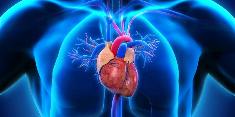 Chôm chôm làm giảm nguy cơ mắc bệnh tim mạch