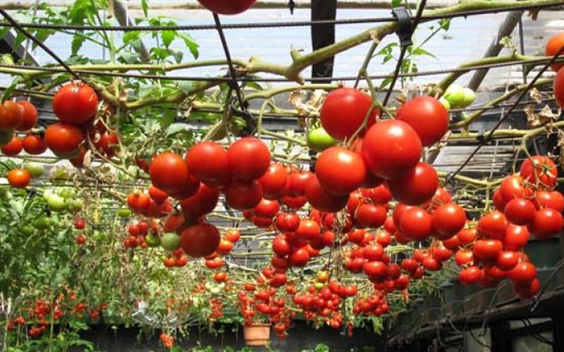 C&agrave; chua bạch tuộc