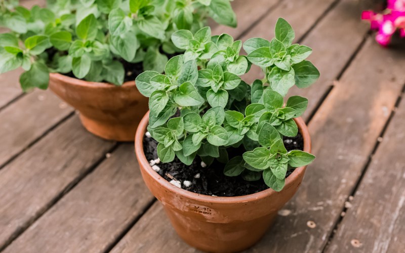 Đặc điểm của oregano