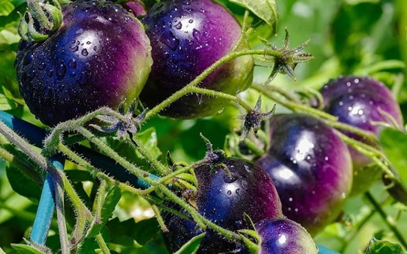 C&agrave; chua t&iacute;m