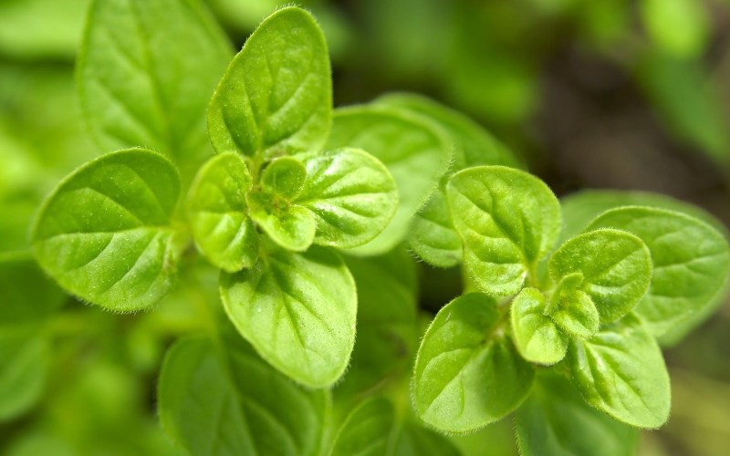 L&aacute; oregano - kinh giới cay l&agrave; l&aacute; g&igrave;?