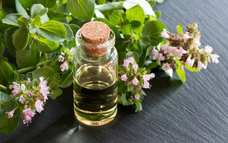 Tinh dầu oregano tốt trong việc chữa bệnh