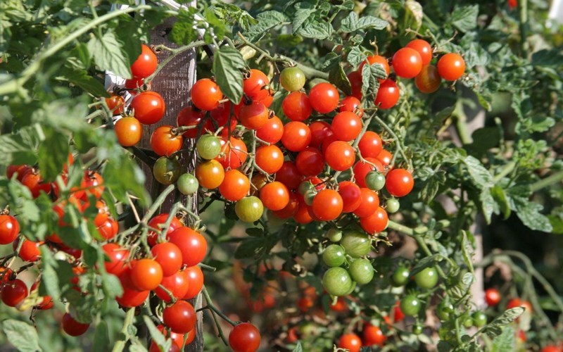 C&agrave; chua bi l&ugrave;n quả đỏ