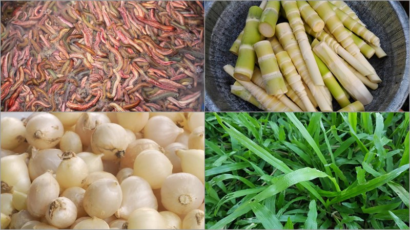 Hình nguyên liệu làm món rươi xào măng - đặc sản xứ Nghệ