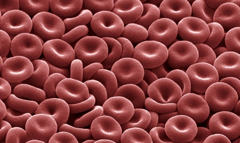 Vitamin B12 hình thành tế bào hồng cầu và ngăn ngừa tình trạng thiếu máu
