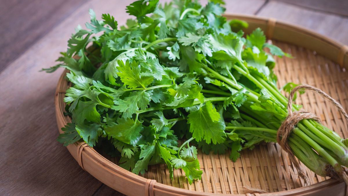 Cilantro - rau mùi là gì? Công dụng và cách phân biệt với rau mùi tây