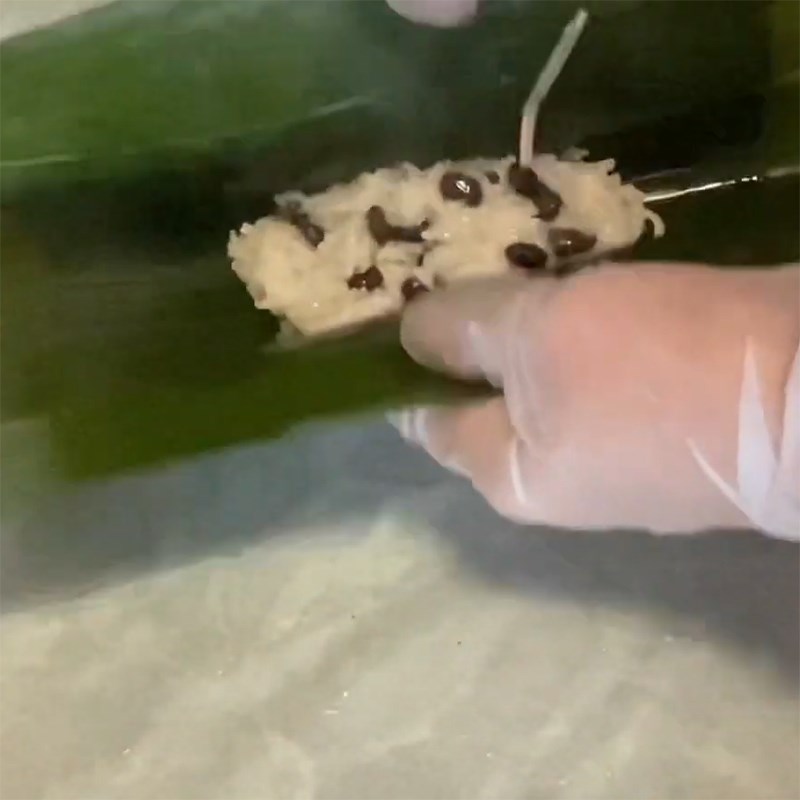 Bước 4 Gói bánh Bánh tét dừa chay