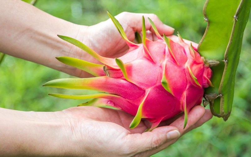 C&aacute;ch chọn mua thanh long