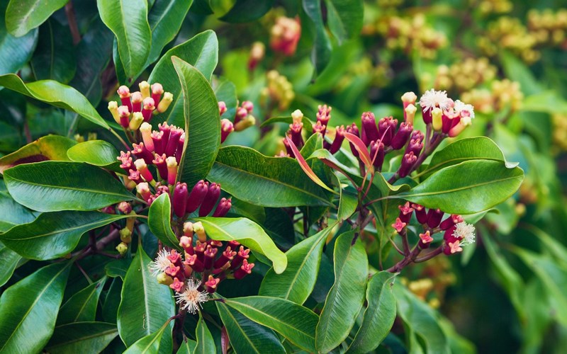 C&aacute;c thực phẩm chữa ợ hơi hiệu quả