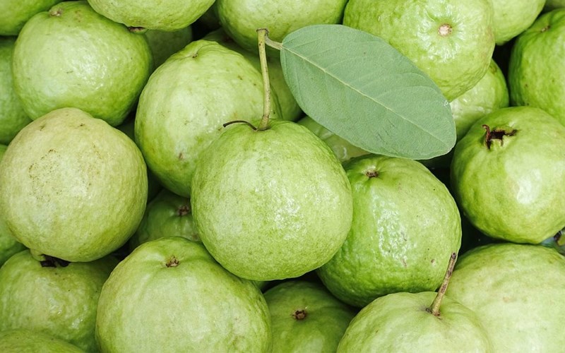 m&agrave;u sắc tr&aacute;i ổi