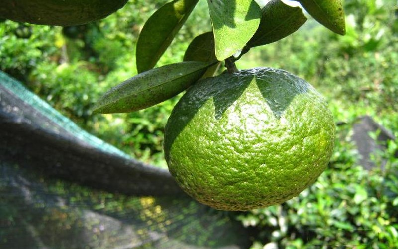 c&aacute;ch chọn mua cam