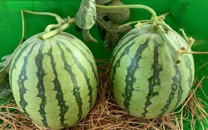 how to choose watermelon for Tet