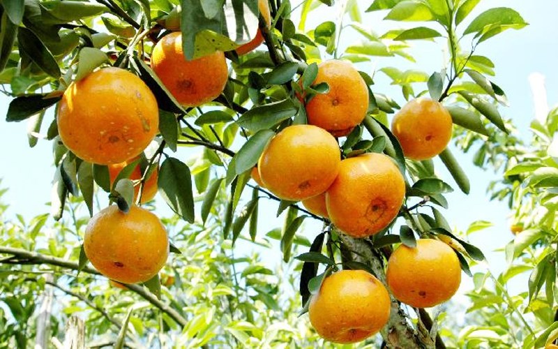 c&aacute;ch chọn mua qu&yacute;t