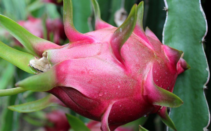 c&aacute;ch chọn mua thanh long