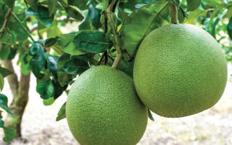 c&aacute;ch chọn mua bưởi