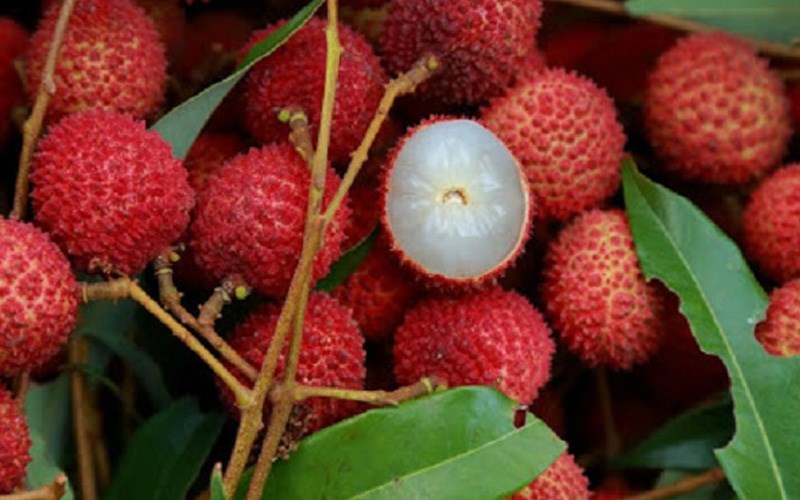 Vải thiều