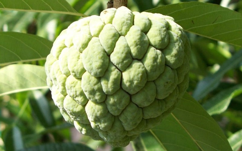 c&aacute;ch chọn mua tr&aacute;i na